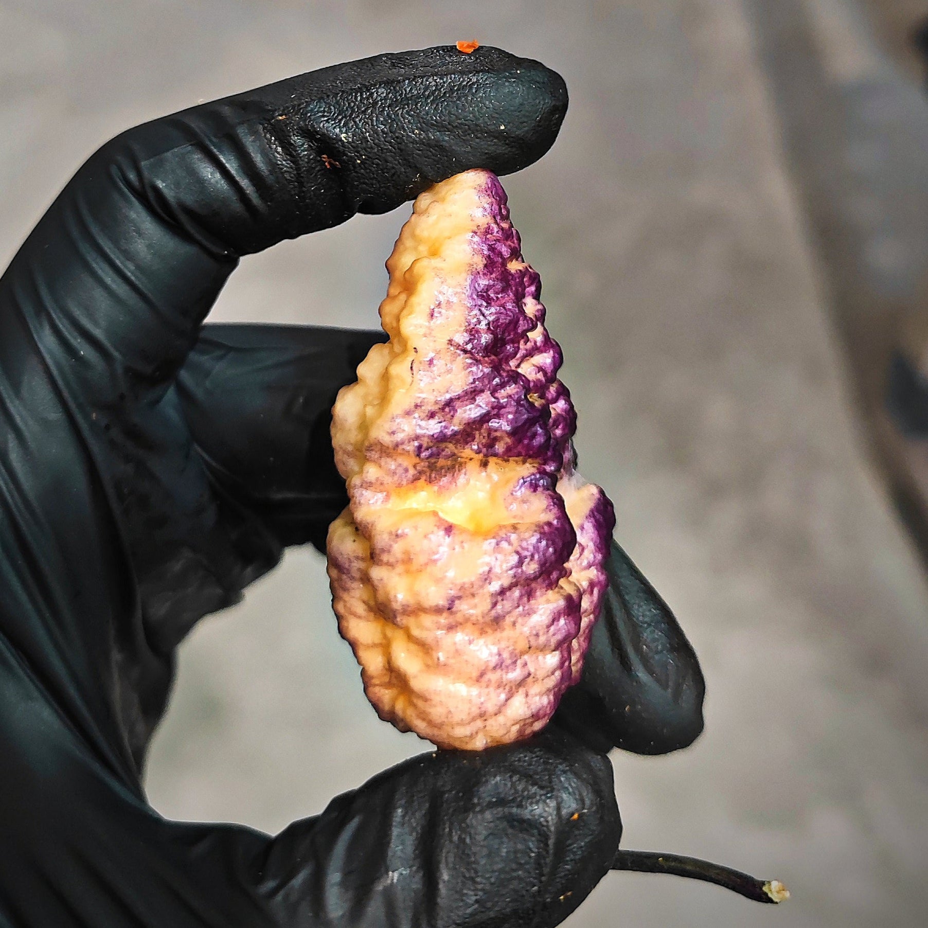 A gloved hand holds a bumpy, cone-shaped BBG Hellwalker Peach pepper from PepperMerchant.net, mostly cream-colored with patches of bright purple—an eye-catching limited edition. The background is blurred and neutral.