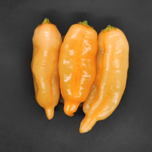 Three long, orange-yellow Sugar Rush Peach peppers from PepperMerchant.net, each with a green stem, are arranged side by side on a dark, solid background.