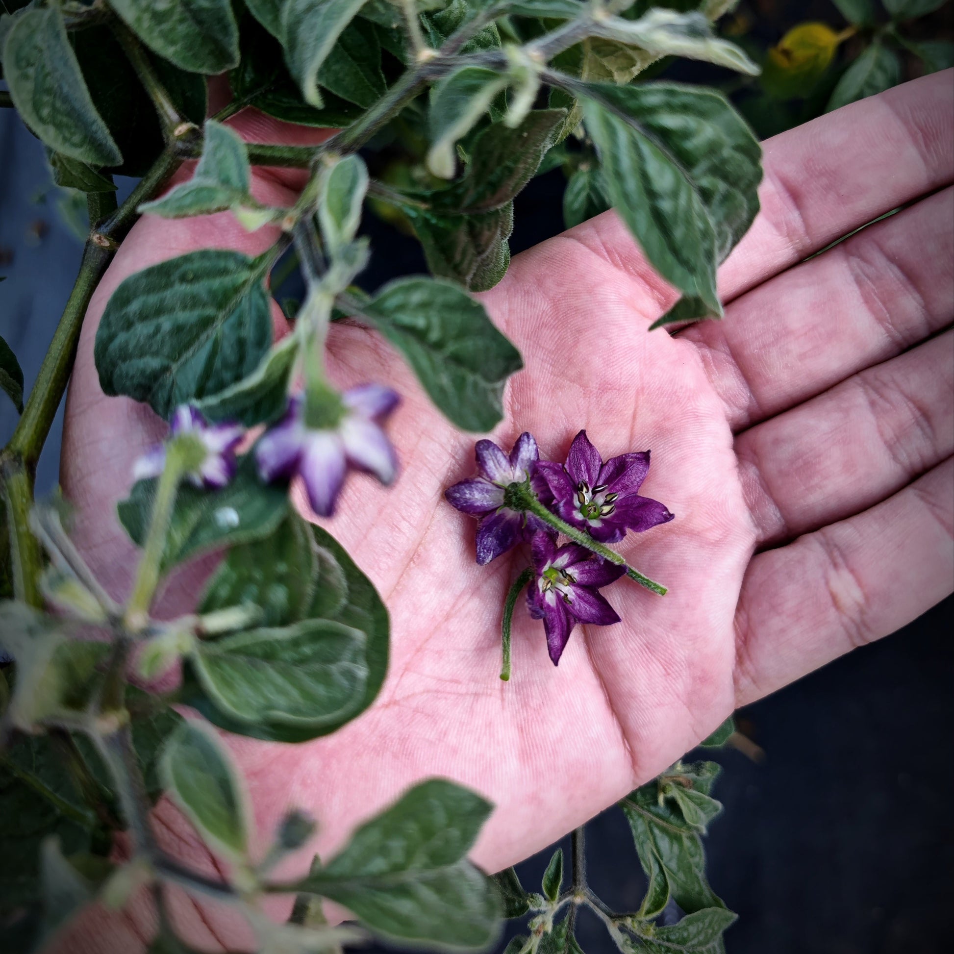 A hand gently holds small, purple star-shaped Desert Peach Rocoto flowers with green stems, surrounded by leafy foliage—these striking PepperMerchant.net blooms stand out against the softly blurred background.