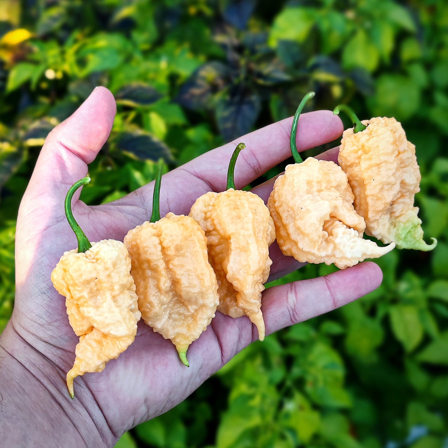 A hand holds five wrinkled, pale orange Peach Miasma peppers with green stems—PepperMerchant.net’s superhot pepper seeds are displayed against a background of leafy green plants.