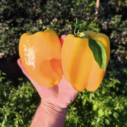 A hand holds two vibrant Iko Iko Orange sweet peppers from PepperMerchant.net, one with a green leaf attached, set against a sunlit backdrop of green plants.