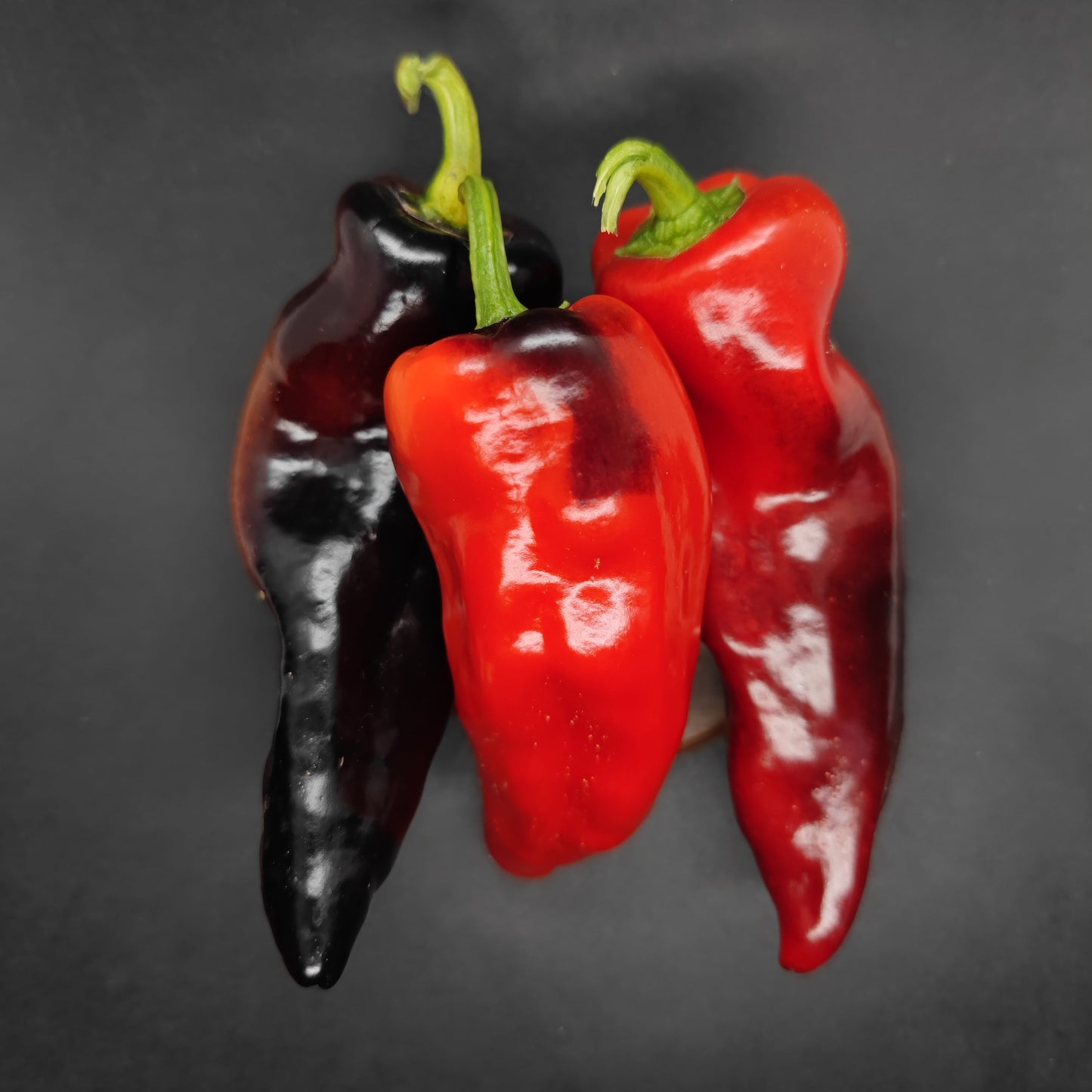 Three long Asgard Cross peppers from PepperMerchant.net rest on a dark background: one mild pepper is mostly black, while the others are vibrant red with dark patches—showcasing a striking, unstable hybrid.