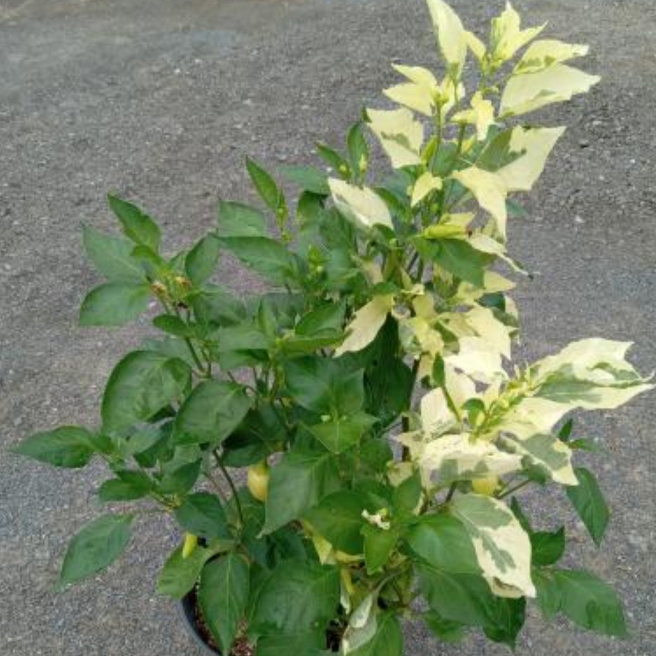 A healthy Aji Crystal Variegated plant from PepperMerchant.net, featuring lush green and pale yellow-green leaves, sits on a gray concrete surface—ideal for anyone seeking unique variegated pepper plants.
