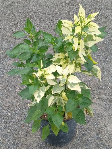 Aji Crystal Variegated plant by PepperMerchant.net, featuring green and cream variegated leaves and small green peppers on a gravel surface. Get free pepper or variegated seeds to grow your own unique plants.