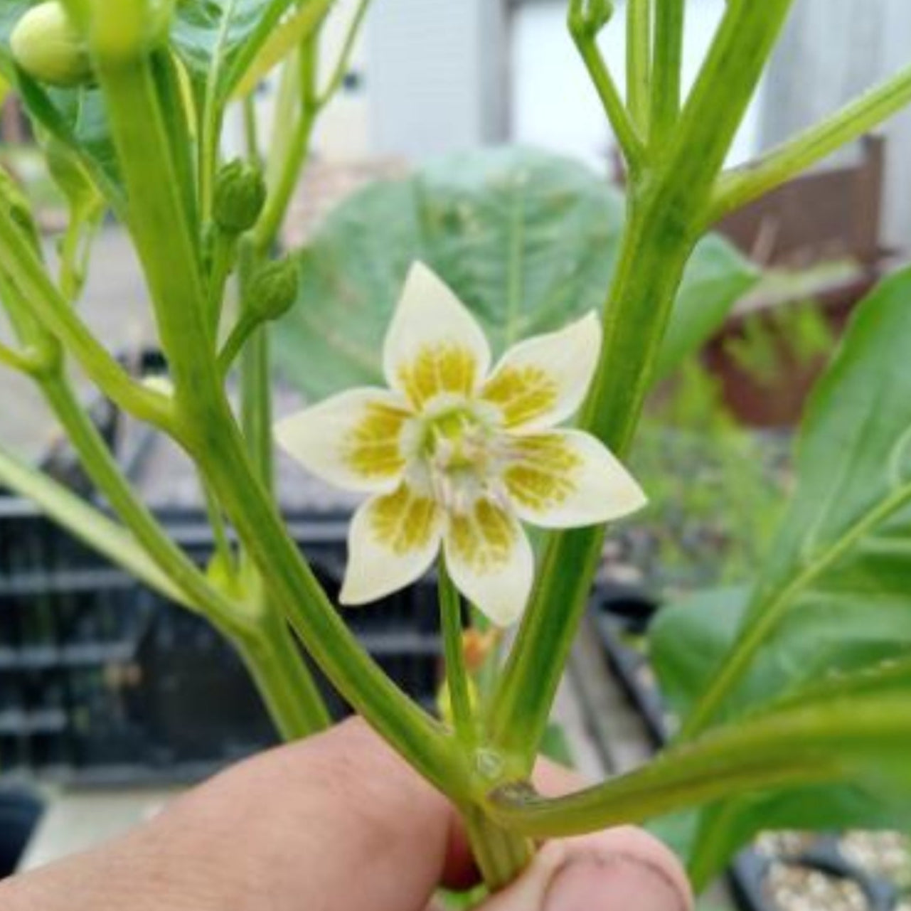 A close-up of a hand holding a green stem with a blooming white and yellow flower, perfect for early growers of Aji Crystal Variegated from PepperMerchant.net or those starting out with free pepper seeds.