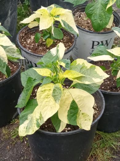 Aji Crystal Variegated plants by PepperMerchant.net feature large green and yellow leaves in black pots, displayed outdoors—ideal for gardeners looking for unique variegated pepper seeds.