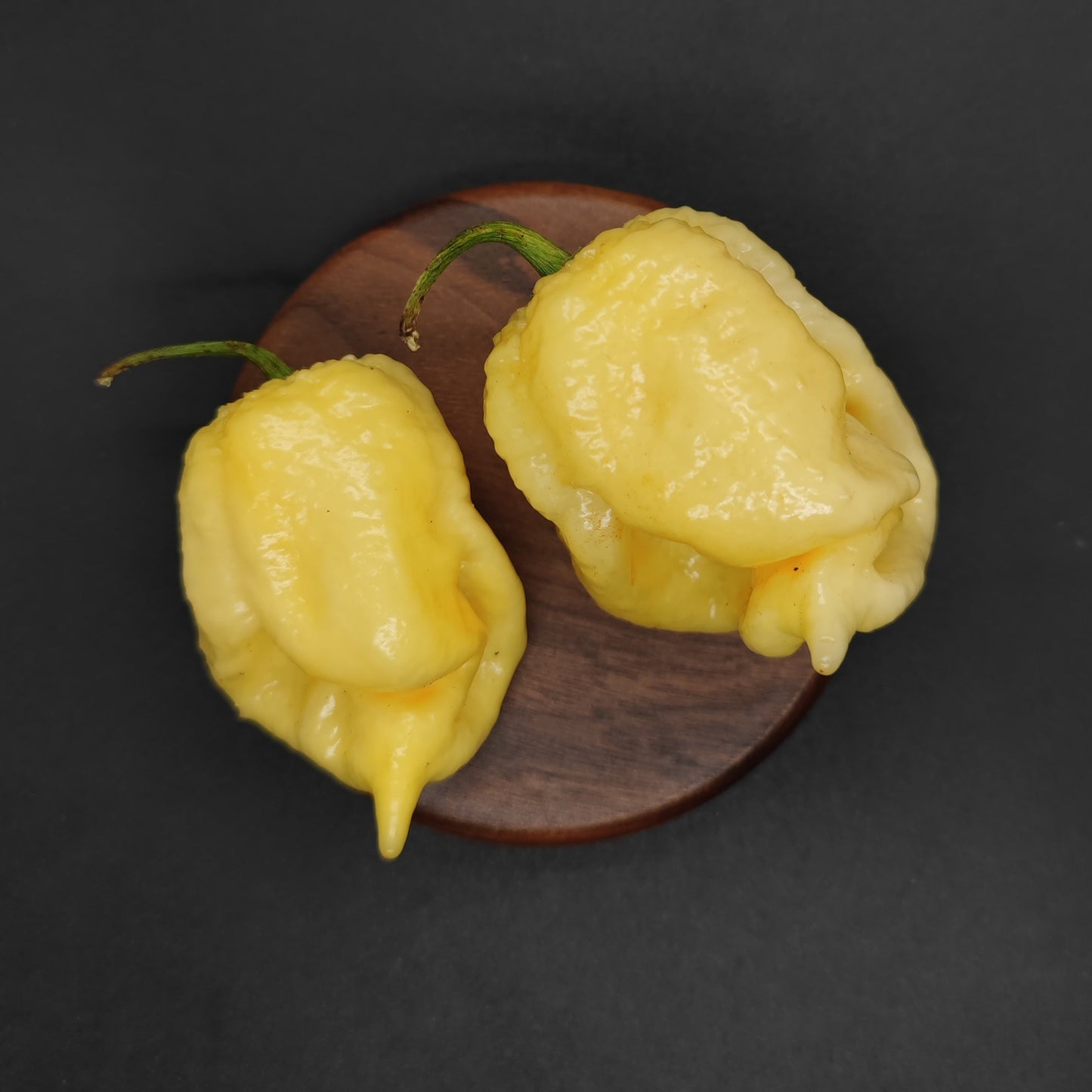 Two White Moruga Scorpion chili peppers from PepperMerchant.net rest on a round wooden surface with a dark background—an ideal choice for those seeking rare hot pepper seeds.