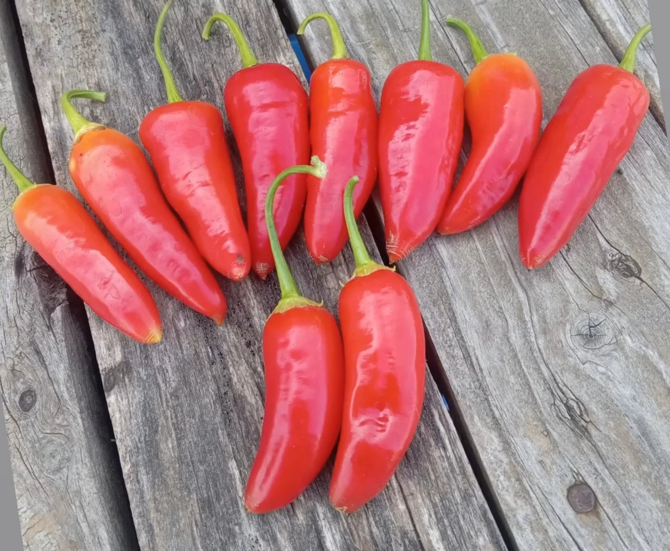 Several bright red Aji Crystal Variegated peppers from PepperMerchant.net are arranged on a weathered wooden surface, their glossy skins showing hints of orange. Grow your own with free seeds from PepperMerchant.net!.