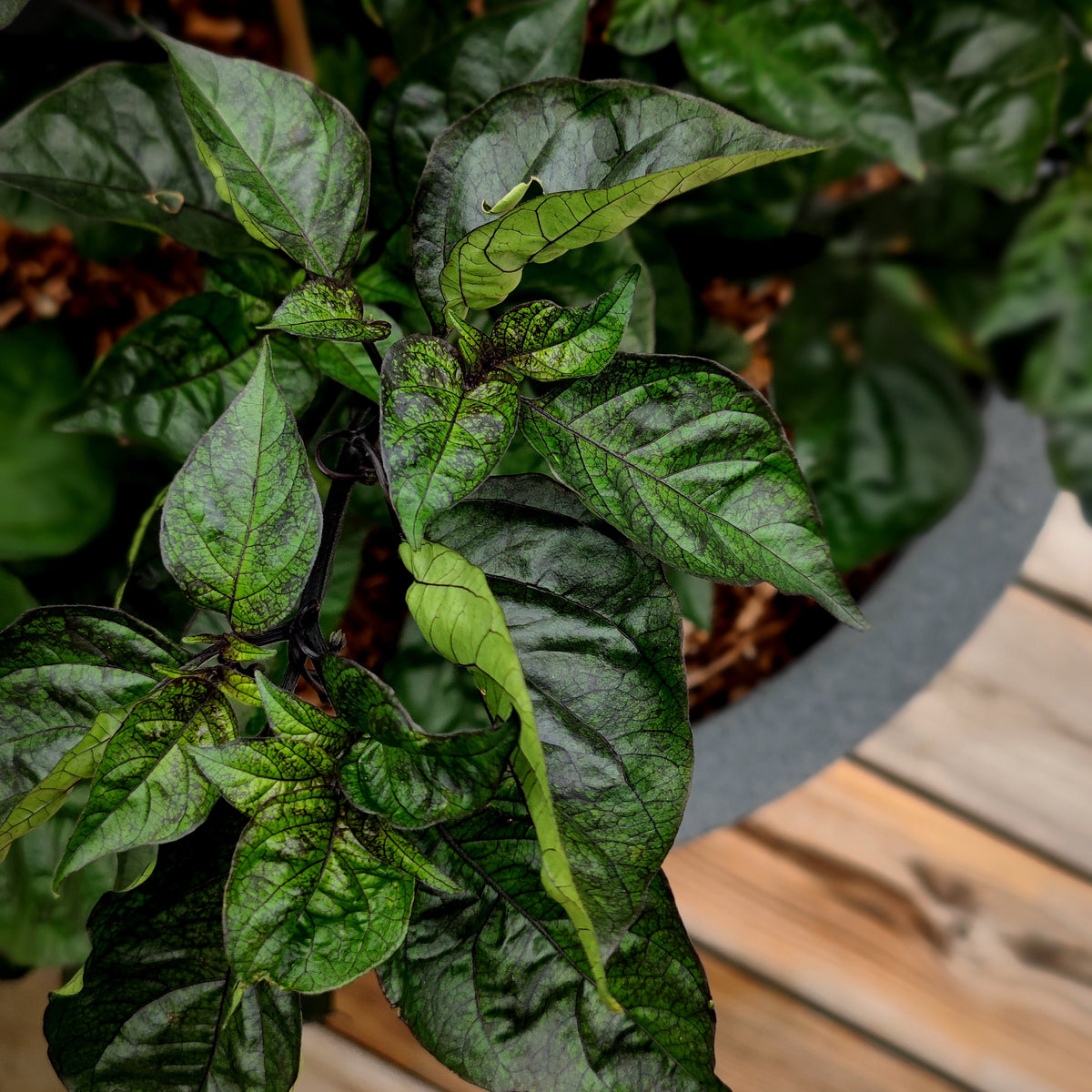 A Dark Ruby pepper plant with dark, variegated green and purple leaves in a planter.