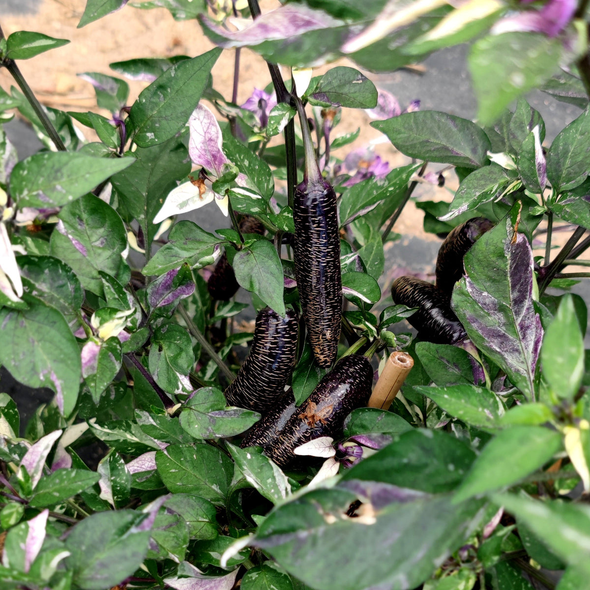 Dream Catcher x Farmer’s Market Jalapeno peppers, dark purple and textured, ripen on a plant with variegated purple and green leaves.