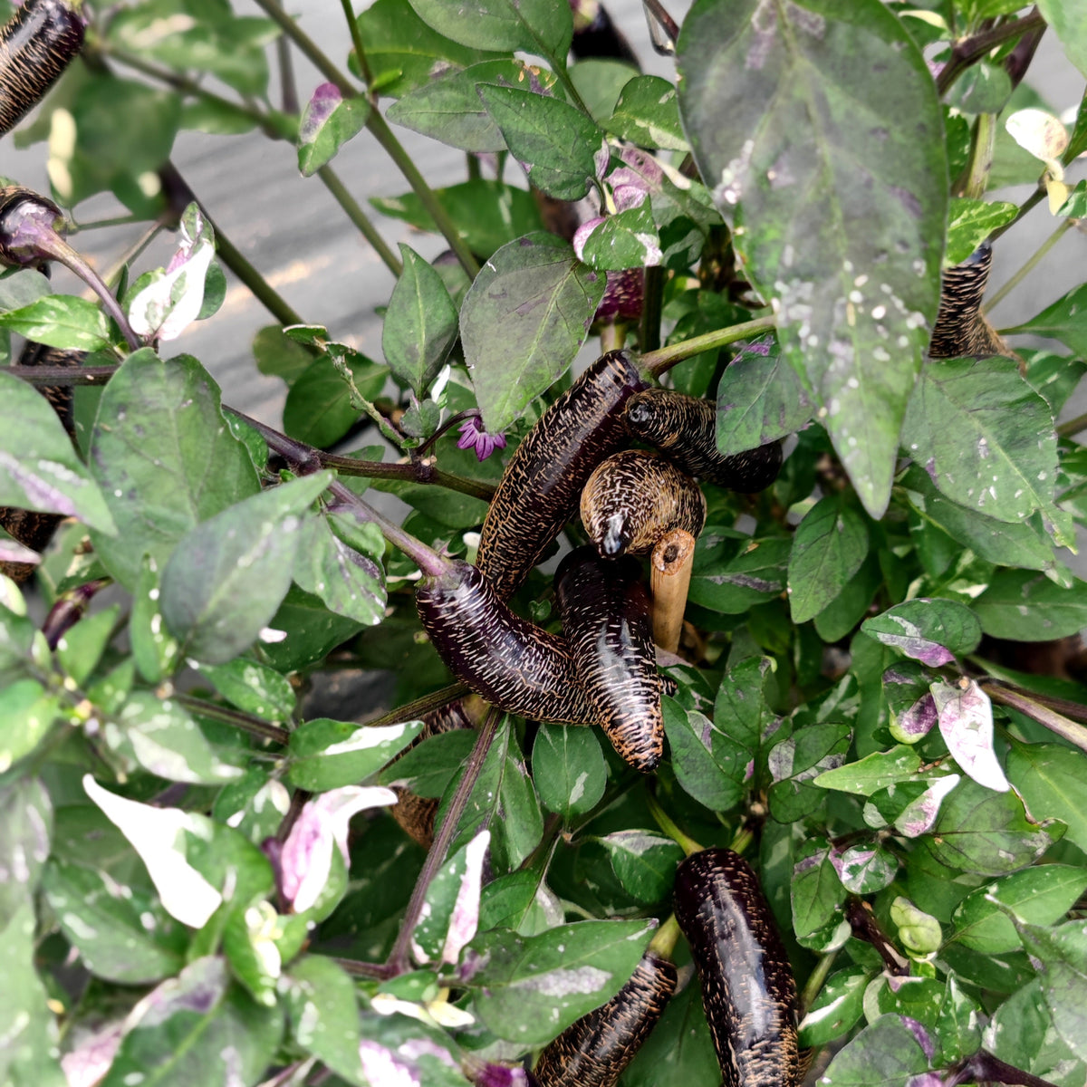 Dark purple jalapeño peppers with textured, lighter stripes grow on a Dream Catcher x Farmer’s Market Jalapeno plant featuring variegated green and white leaves.