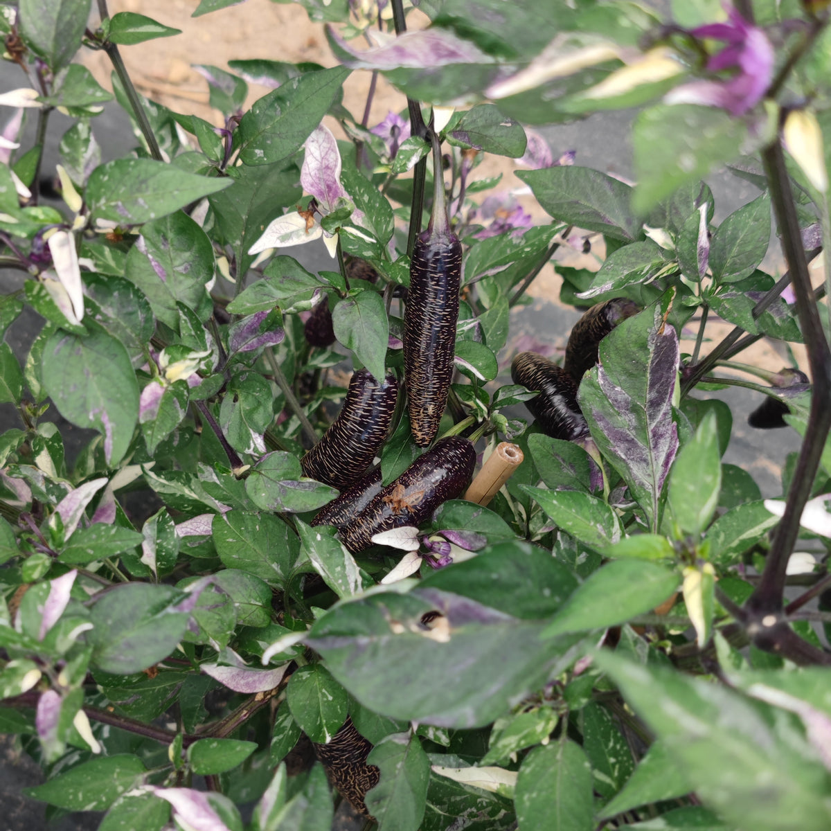 Dark purple, textured Dream Catcher x Farmer’s Market Jalapeno peppers growing on a plant with variegated green and purple leaves.