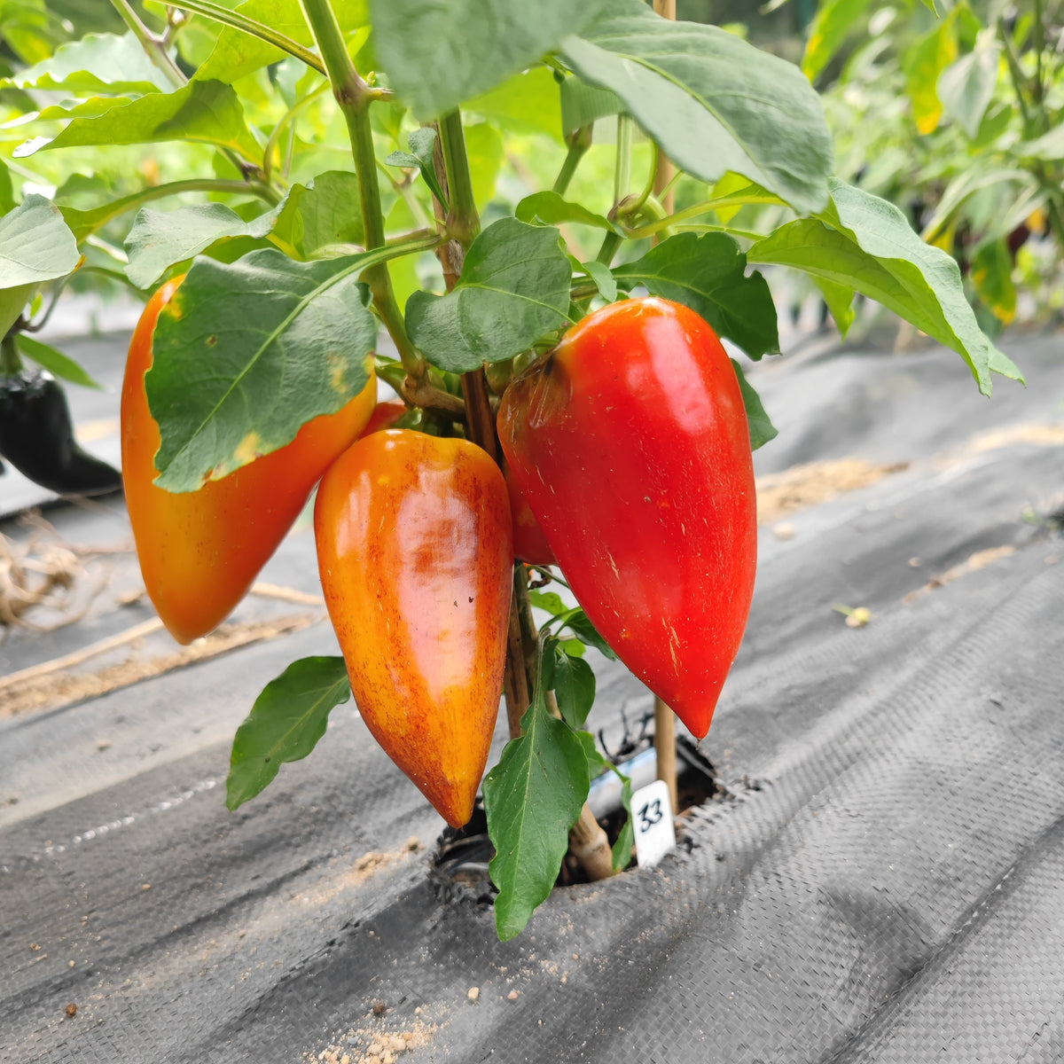 Three thick-walled, ripening Violet Sparkle peppers hang from a unique plant in a garden bed covered by black landscape fabric.