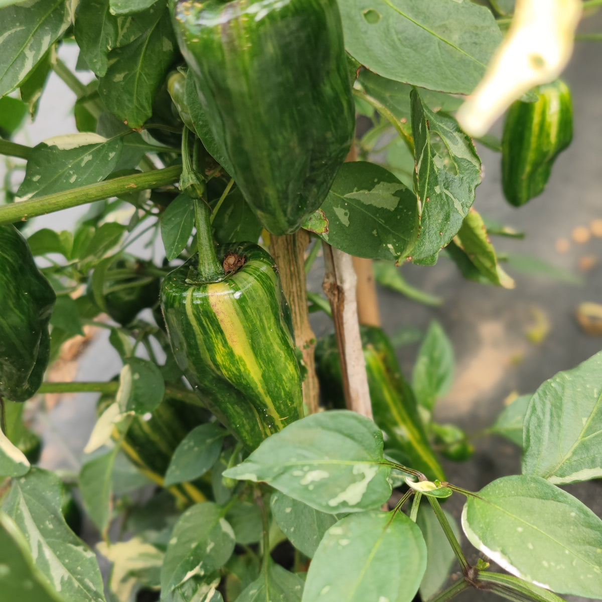 Peppers with striking green and yellow stripes flourish on a lush, variegated plant, their healthy stems illuminated by dappled sunlight—an eye-catching display of the mild Bryans Blood cooking pepper from PepperMerchant.net.