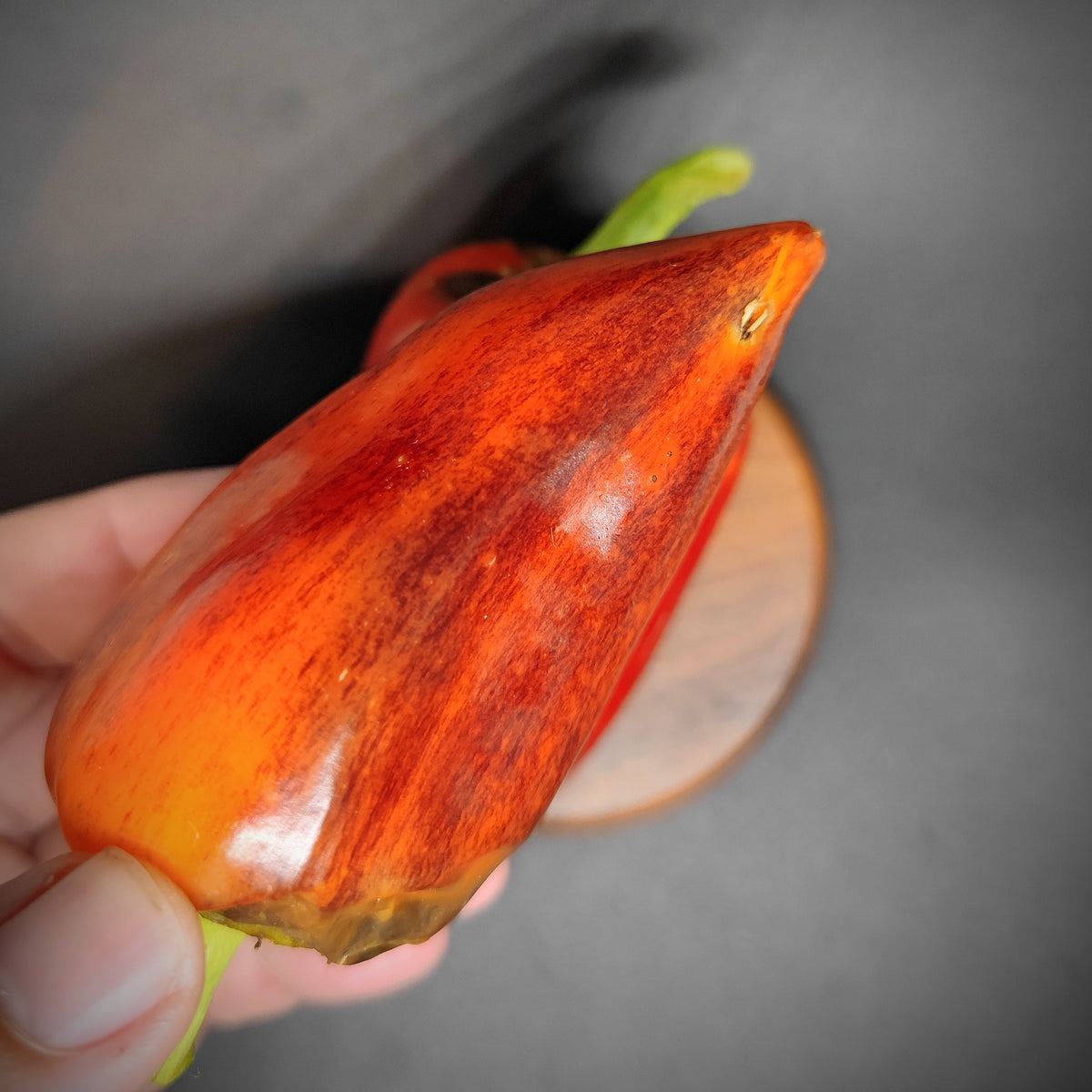 A person holds a thick-walled, red and orange variegated Violet Sparkle cooking pepper.