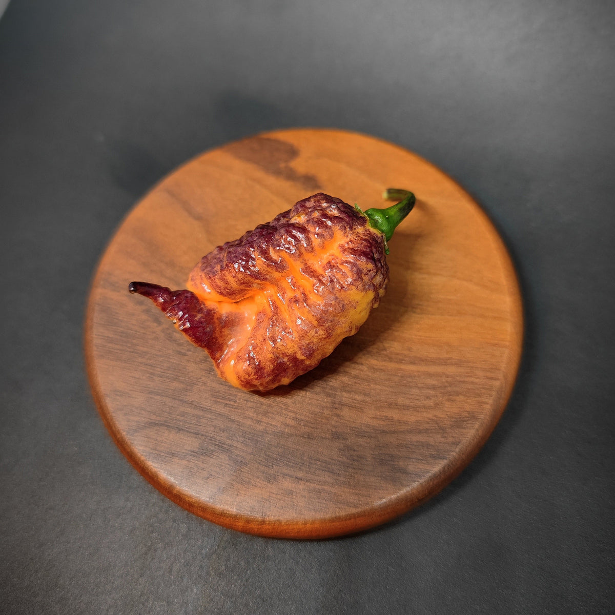 A single, wrinkled Reaper Sbagliato pepper in shades of orange and dark purple sits with its green stem on a small, round wooden coaster.