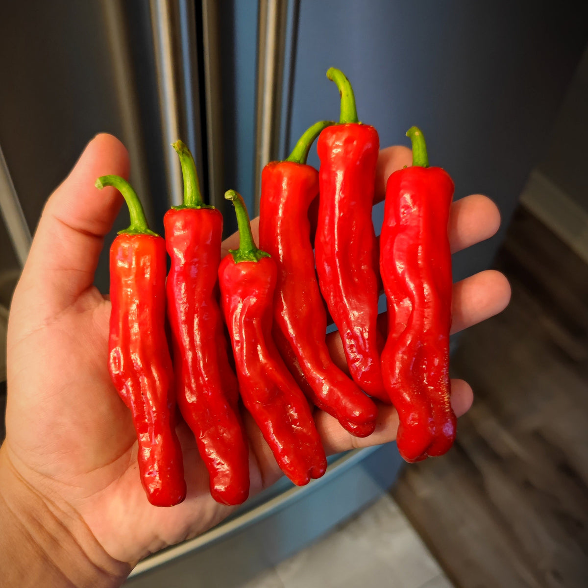 A hand holds five vibrant green Shishito peppers from PepperMerchant.net in front of a stainless steel refrigerator and a wooden floor.