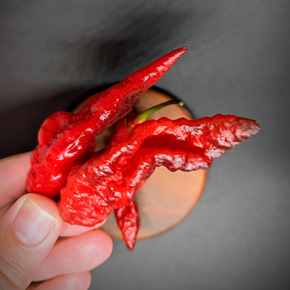 A hand holds a cluster of three bright red, wrinkled BBG7 Nightmare (BBG Dream Cross) hot pepper pods.
