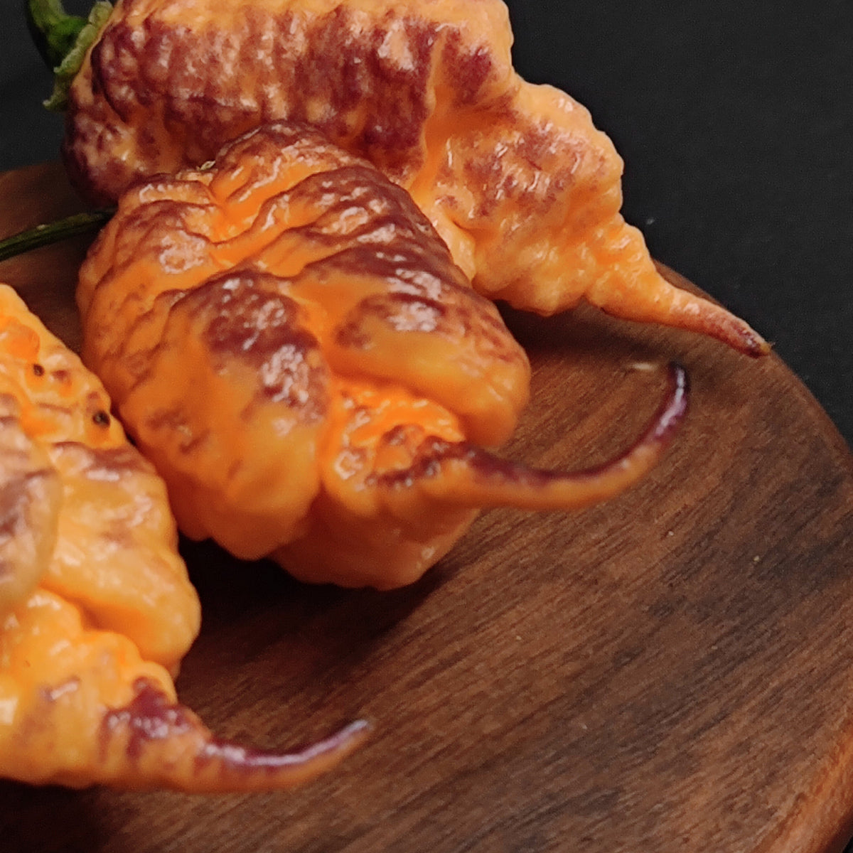 Two textured, orange and purple Reaper Sbagliato Carolina Reaper peppers on a wooden surface.