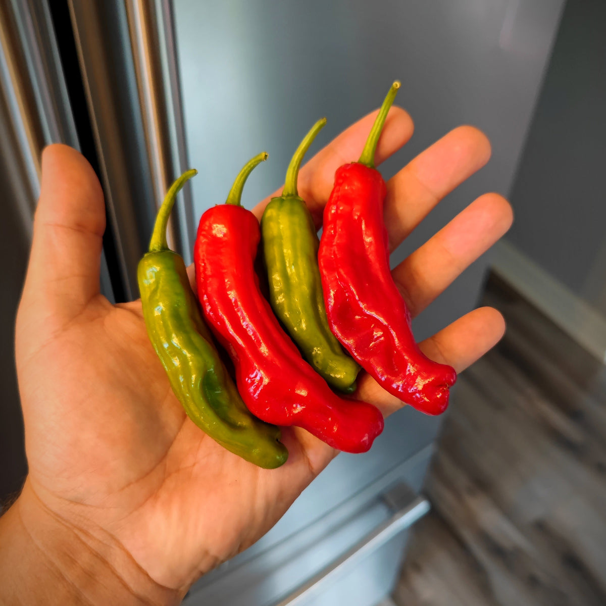 A hand holding four Shishito peppers from PepperMerchant.net—two red and two green—in a kitchen with a refrigerator and wood flooring visible in the background.