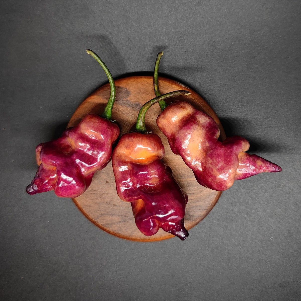 Three vibrant, bumpy Pandemonio peppers from PepperMerchant.net—in striking shades of deep purple and red—rest on a small round wooden coaster, set against a dark gray background.