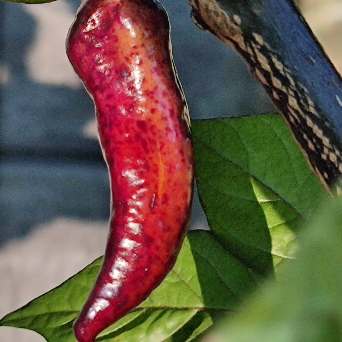 A glossy, elongated Dark Ruby pepper with deep red and purple mottled skin hanging from a green plant.