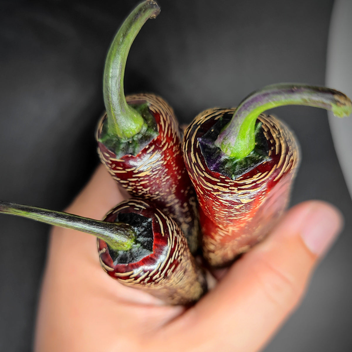 A hand holds three dark red Dream Catcher x Farmer’s Market Jalapeno peppers with prominent corking patterns.