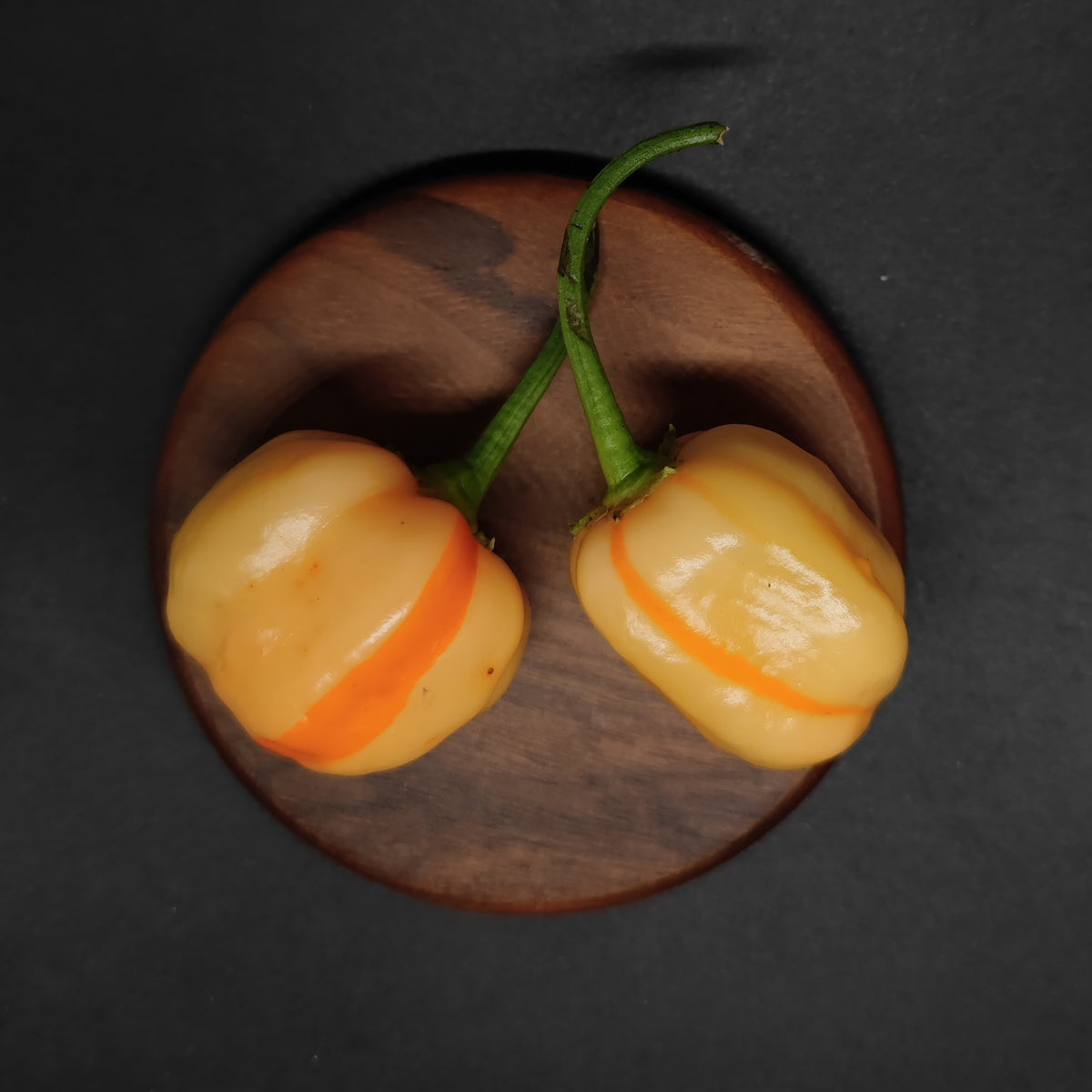 Two pale peach-colored Peppa Peach Stripey habanero peppers with bright orange vertical stripes, lying on a round wooden coaster.