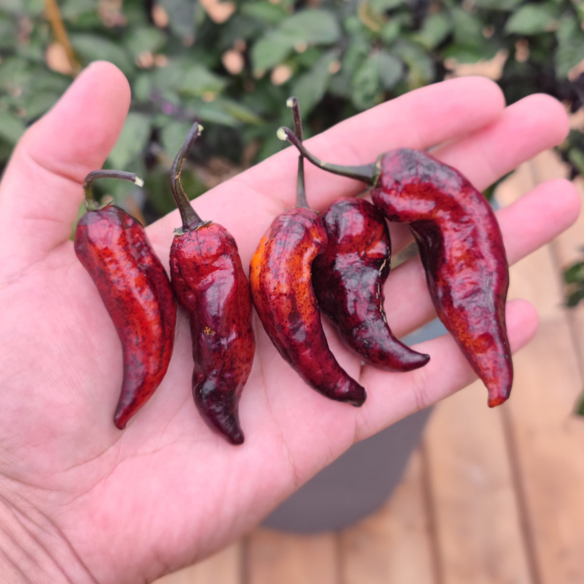 A hand holds five wrinkled Dark Ruby chili peppers from PepperMerchant.net.