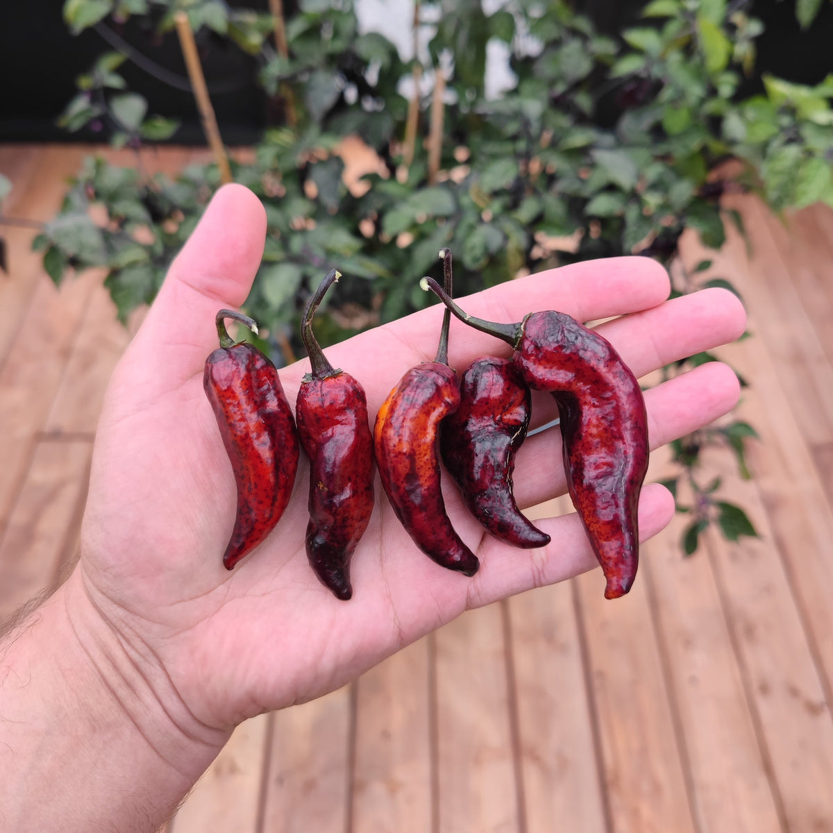 A hand holding five wrinkled Dark Ruby peppers against a blurred garden background.