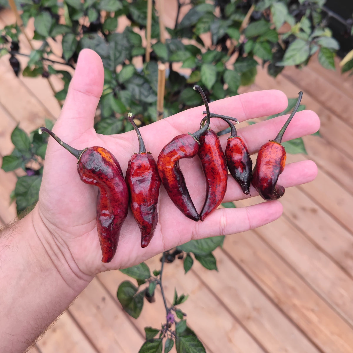 A hand holds five dark, reddish-purple Dark Ruby peppers against a blurred background of a pepper plant.
