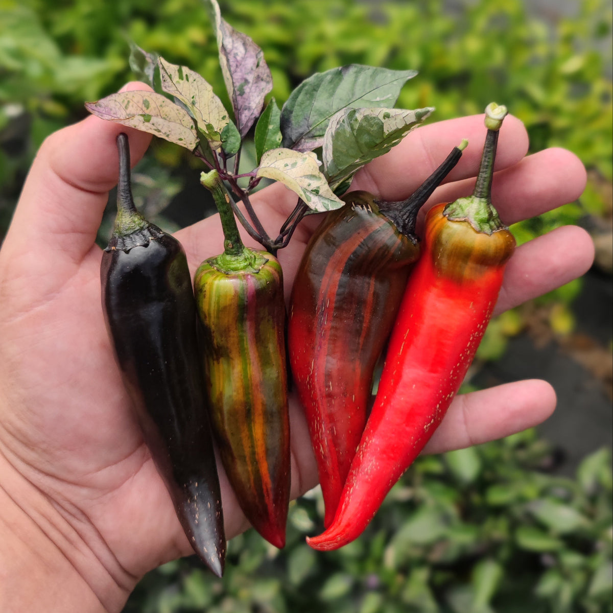 A hand holds four Tiger Jalapeno peppers in varying stages of ripeness, ranging from solid dark purple to striped green and red, and finally solid red.