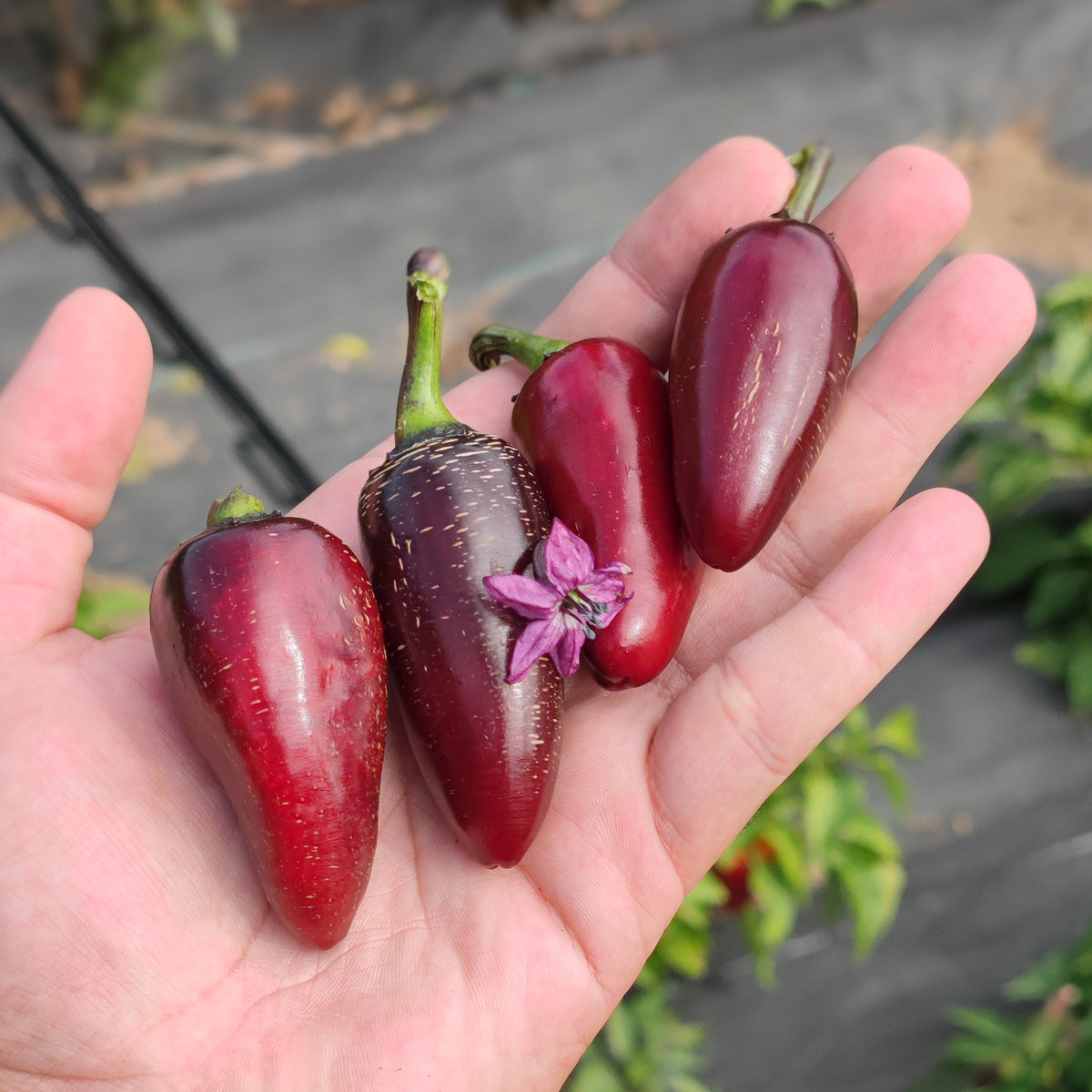A person’s hand holding four smooth, dark red Ruby Jalapeno peppers and a small purple flower.
