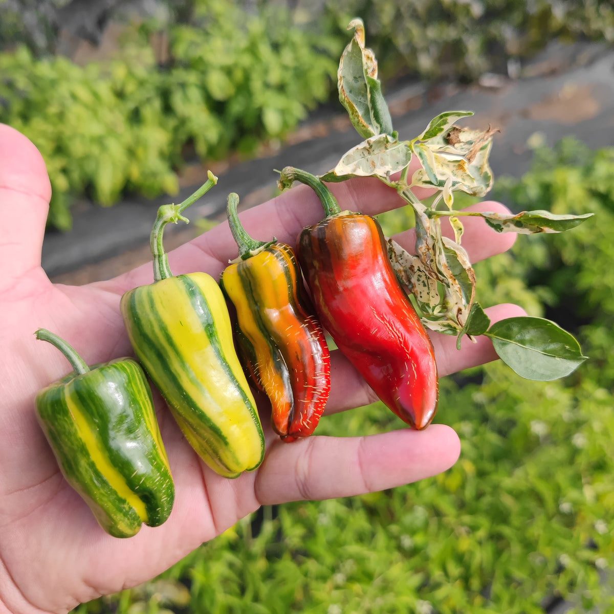 A hand holds four Bryans Blood peppers transitioning in color from green and yellow striped to solid red.