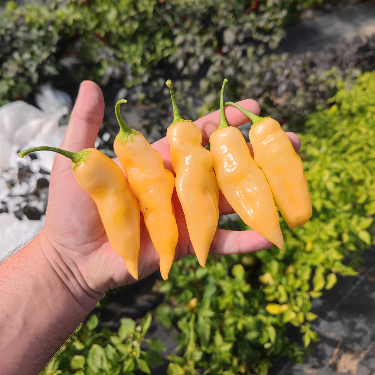 A hand holding five pale orange, elongated Sugar Rush Peach chili peppers against a blurred garden background.
