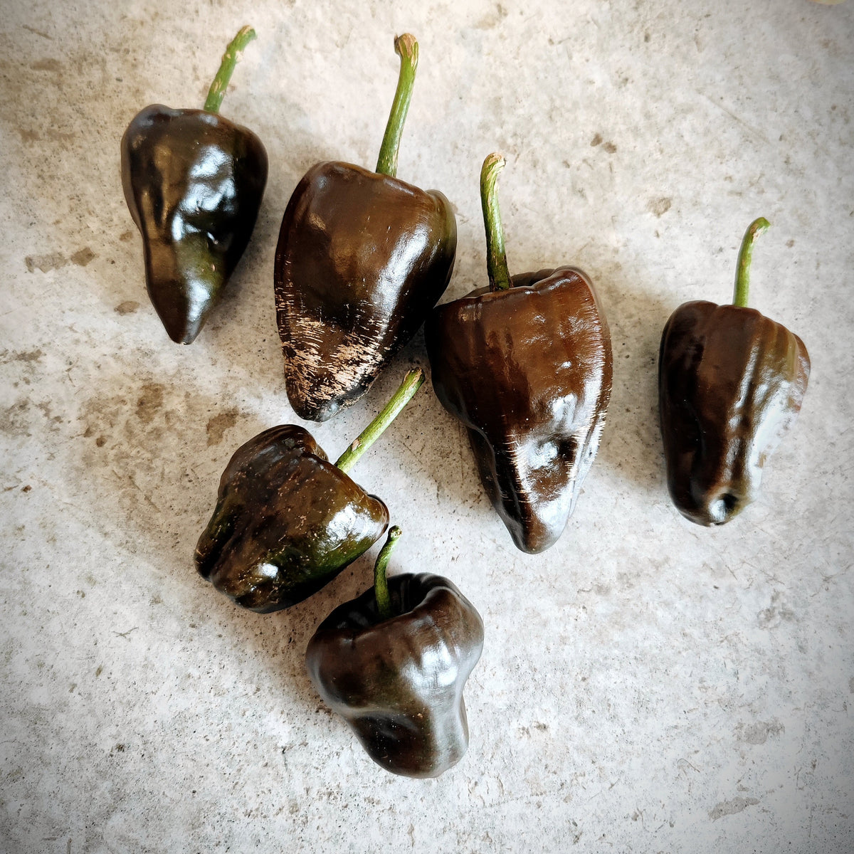Six dark brown, heart-shaped Chilhuacle Negro chili peppers with stems arranged on a light gray surface.