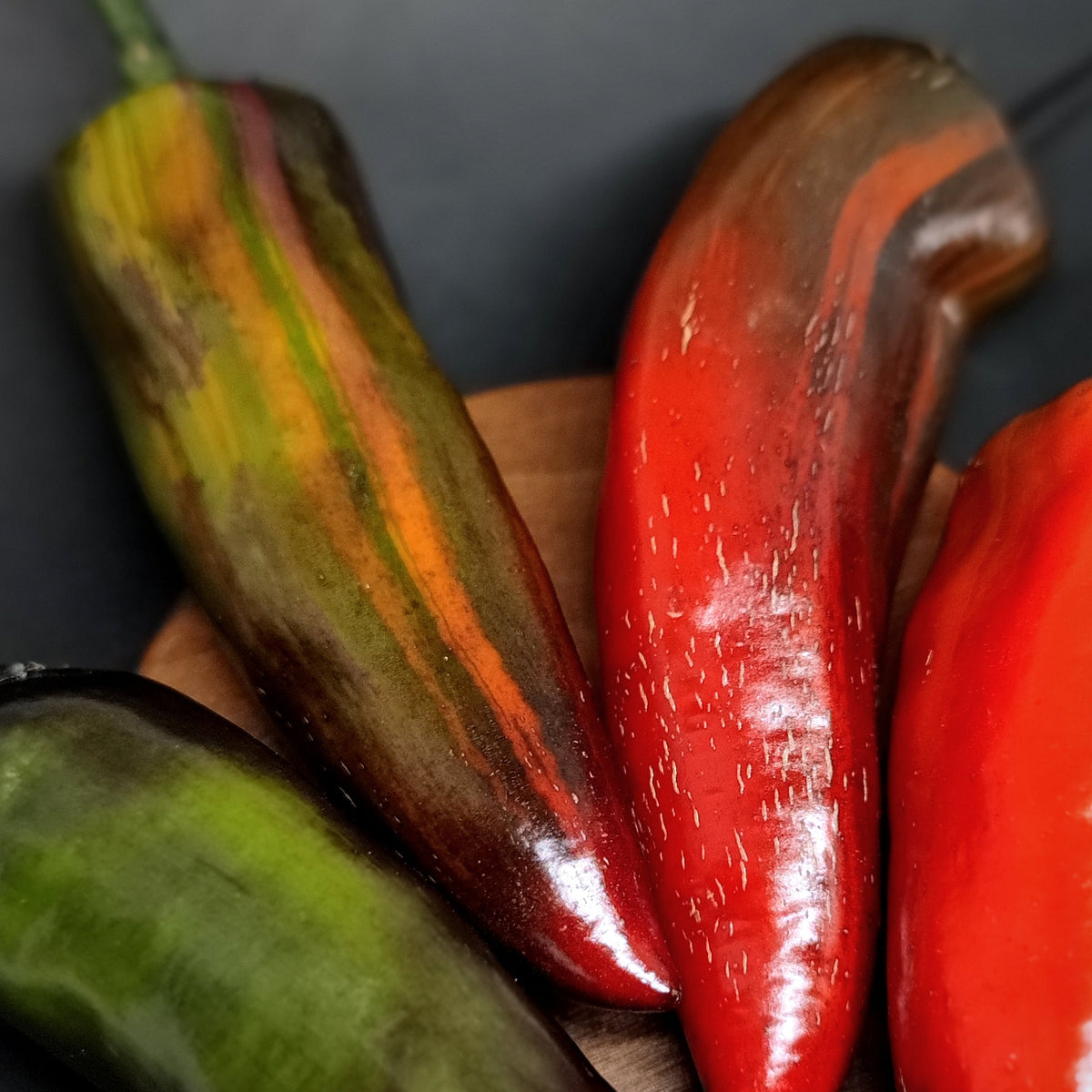 Four Tiger Jalapeno peppers showing a color gradient from deep green to striped brown and bright red.