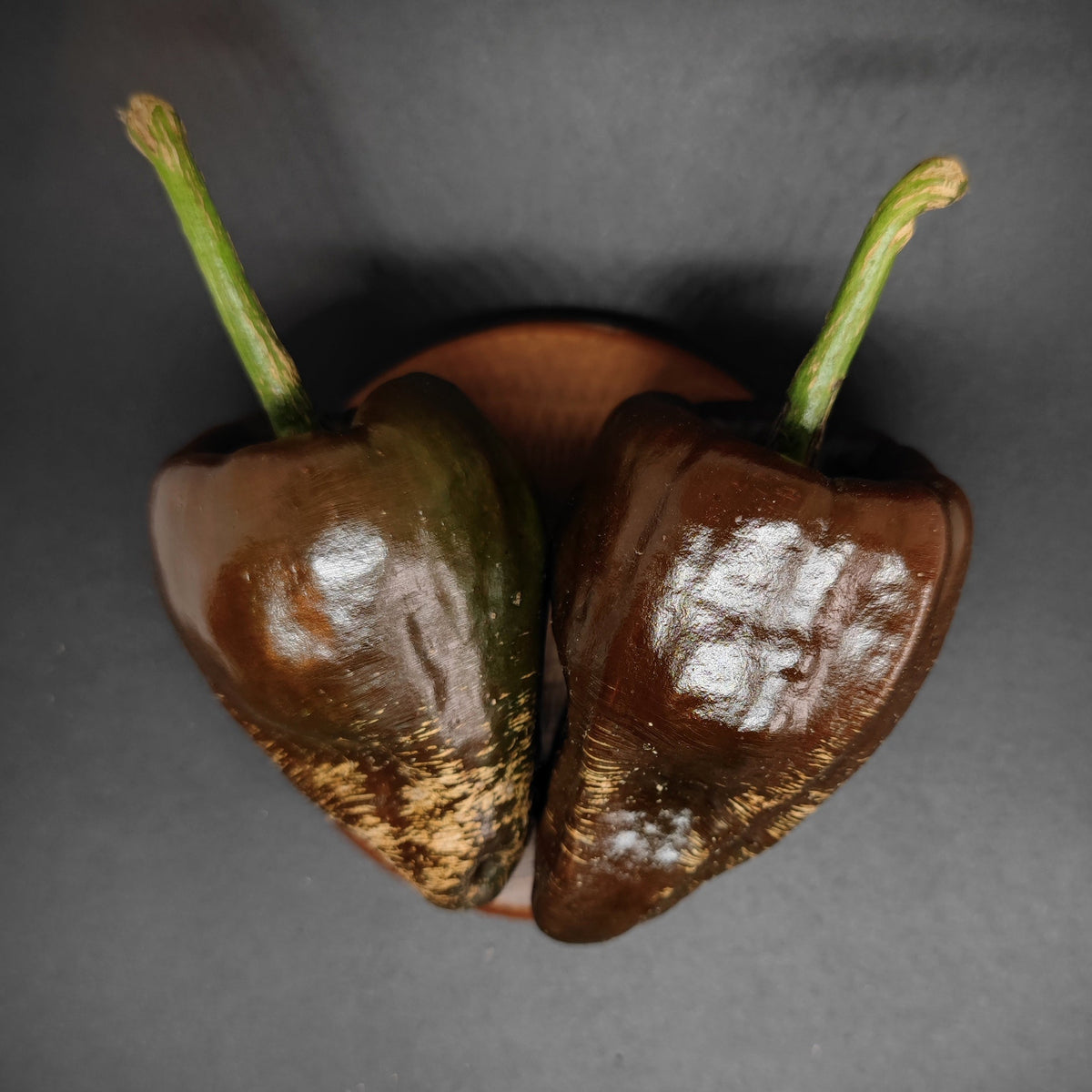 Two dark brown, glossy Chilhuacle Negro peppers with green stems placed on a small wooden plate.