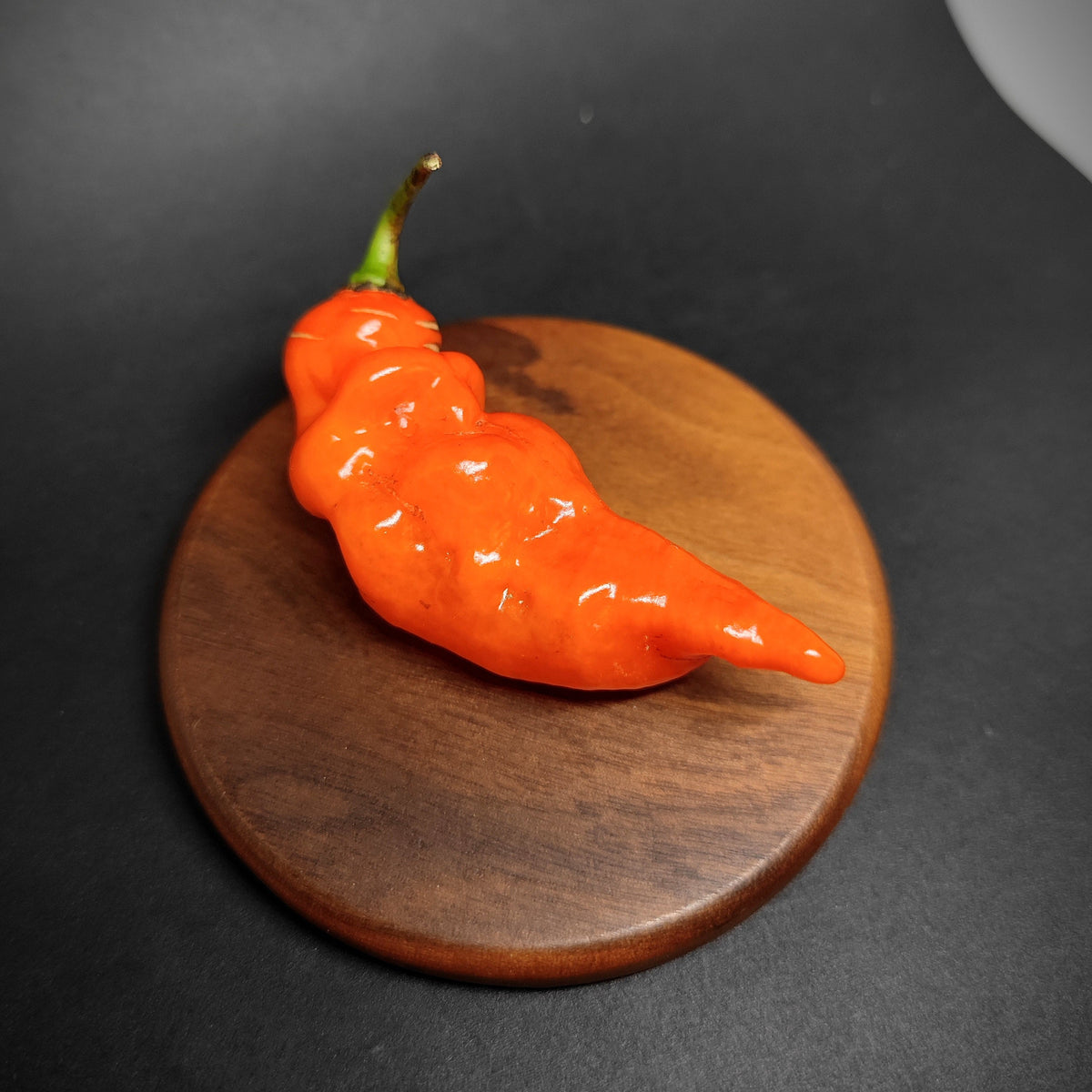 A single bright orange, wrinkled Habanada pepper from PepperMerchant.net resting on a small wooden disc.