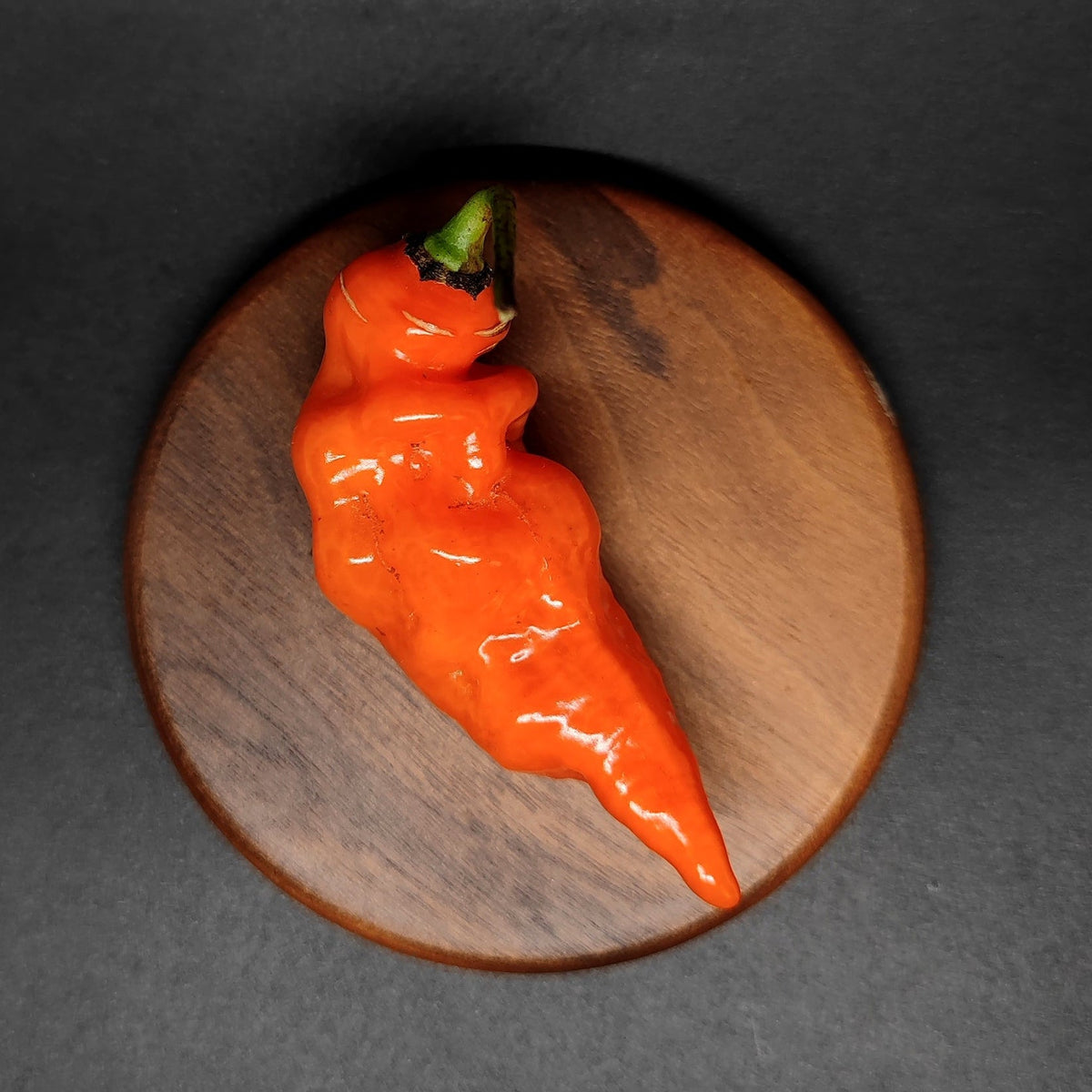 A bright orange, wrinkled Habanada pepper with a green stem sits on a round wooden coaster.
