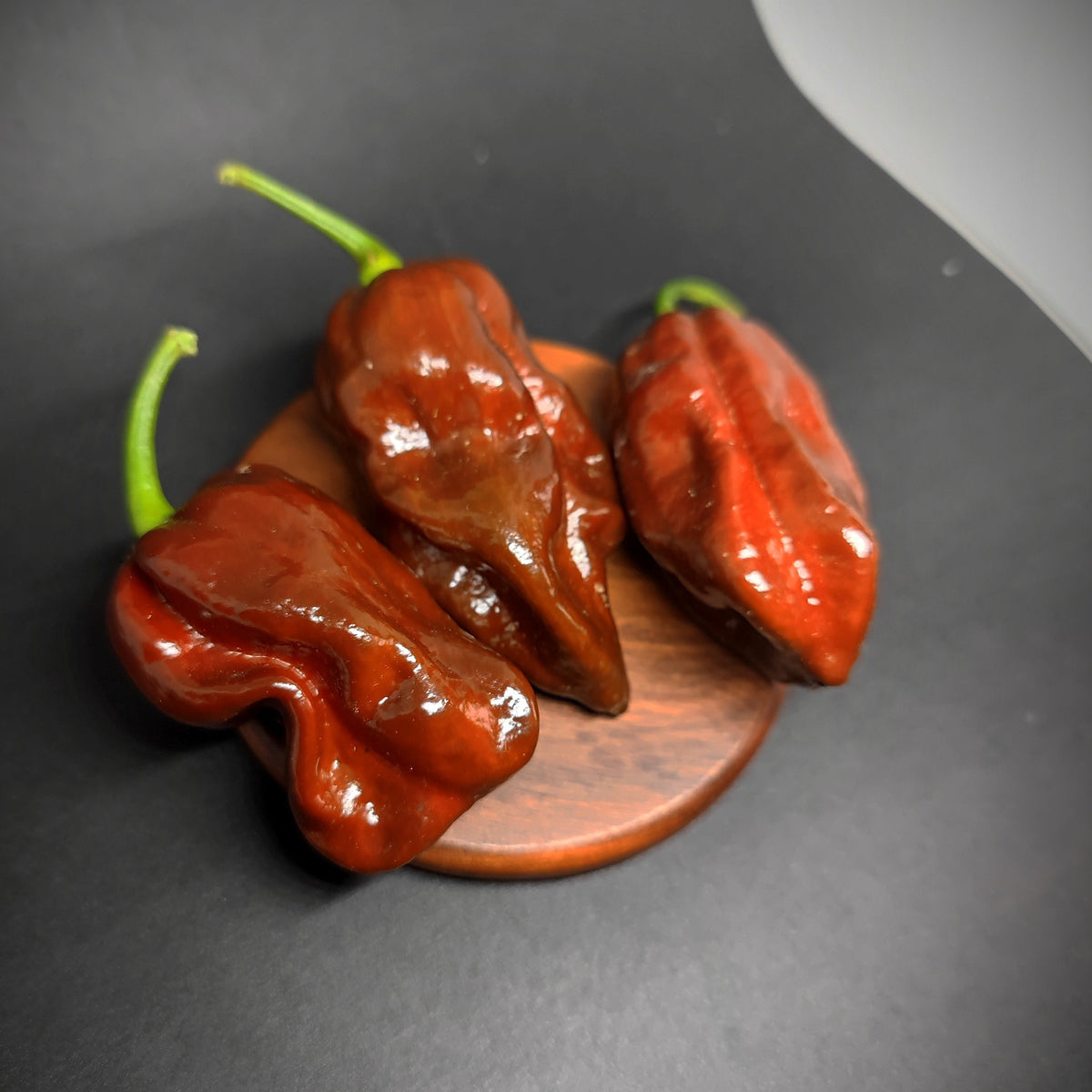 Three shiny, dark brown Chocolate Habanero peppers on a small wooden coaster.
