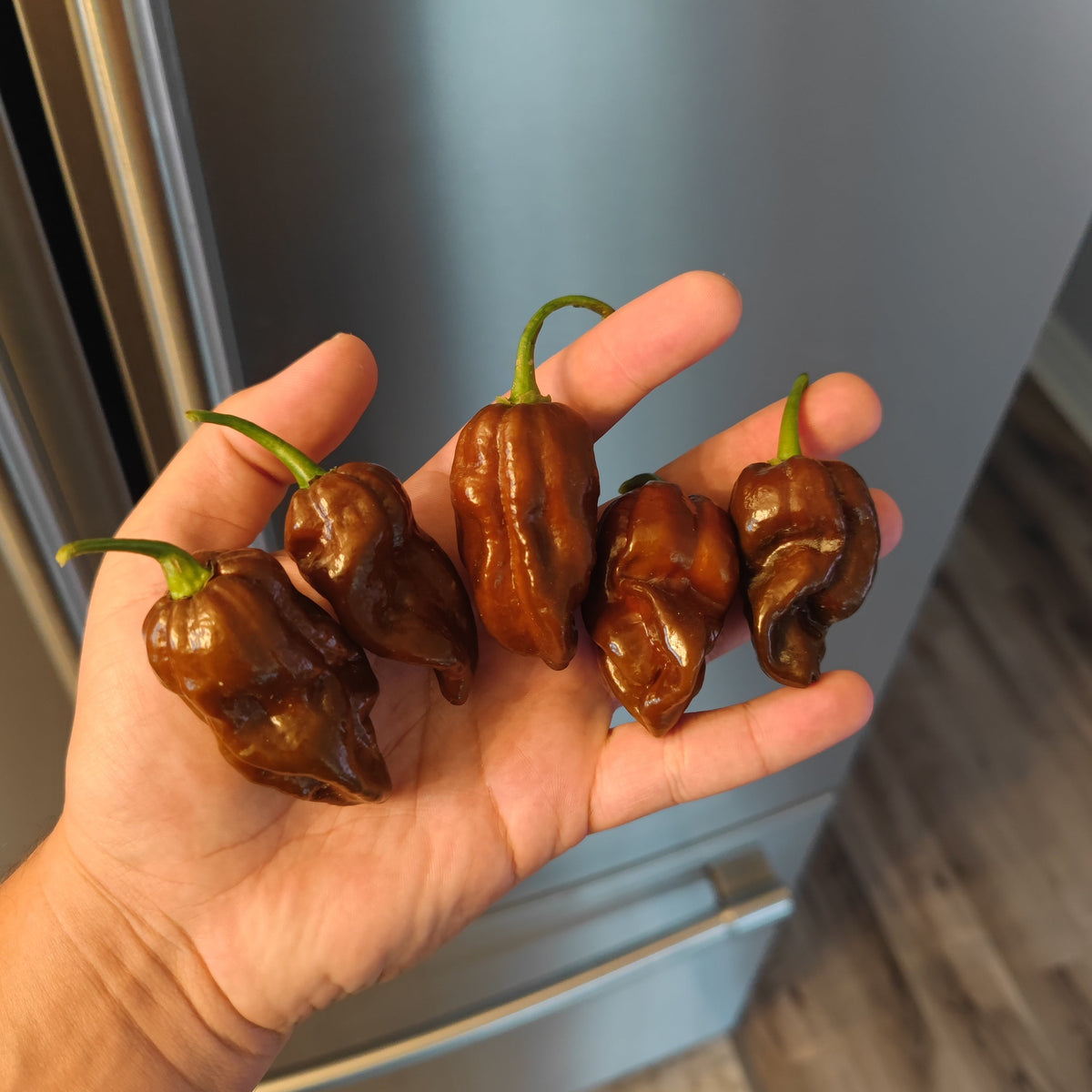 Five wrinkled Chocolate Habanero peppers with green stems held in a person’s palm.
