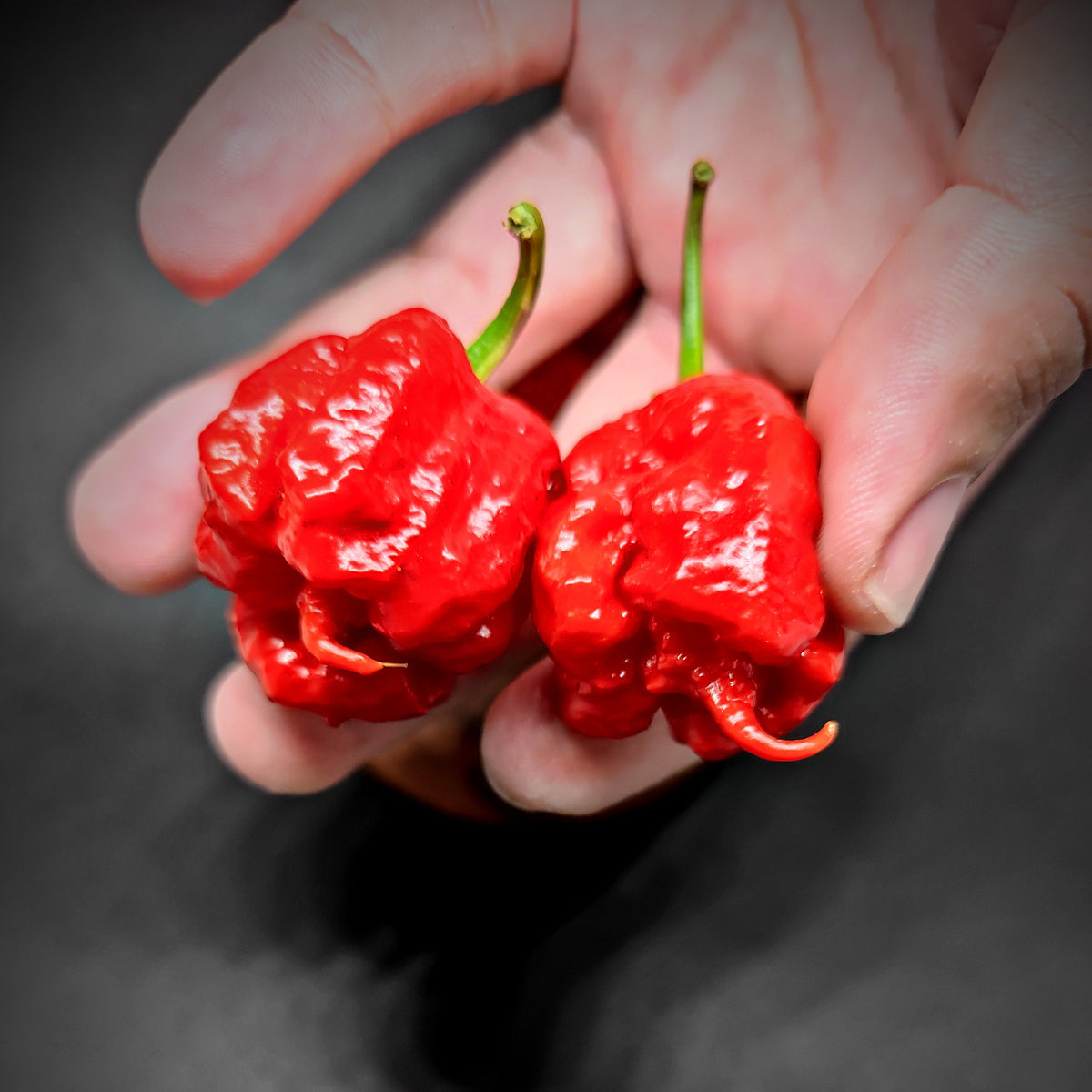 A hand holding two bright red, wrinkled 7Pot Primo peppers with pointed tails.