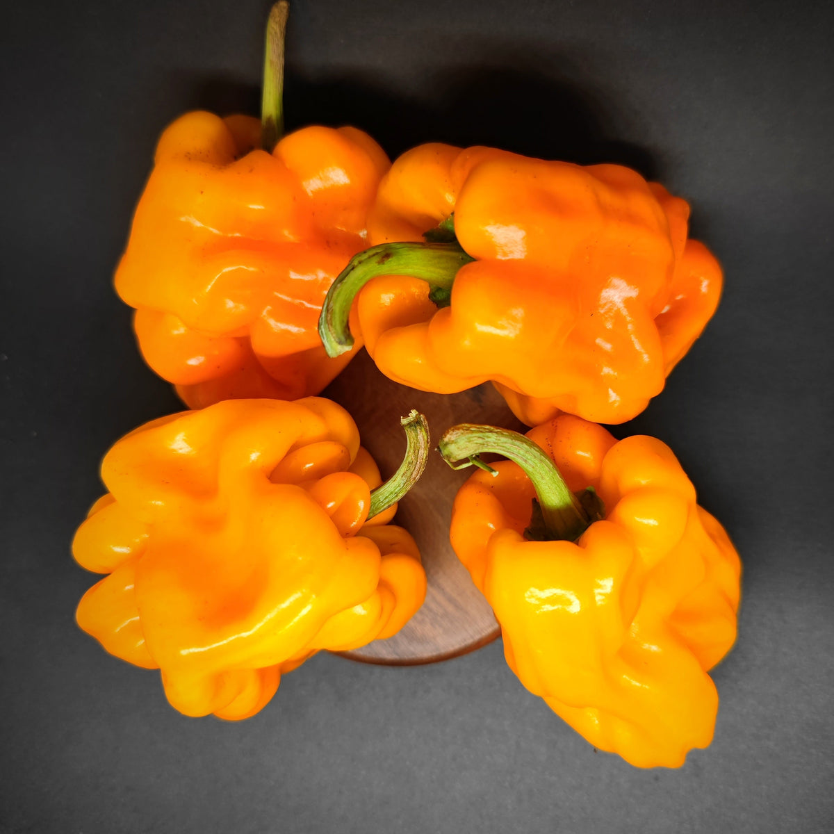 Four bright orange, wrinkled Dragons Toe peppers arranged in a circle on a dark surface.