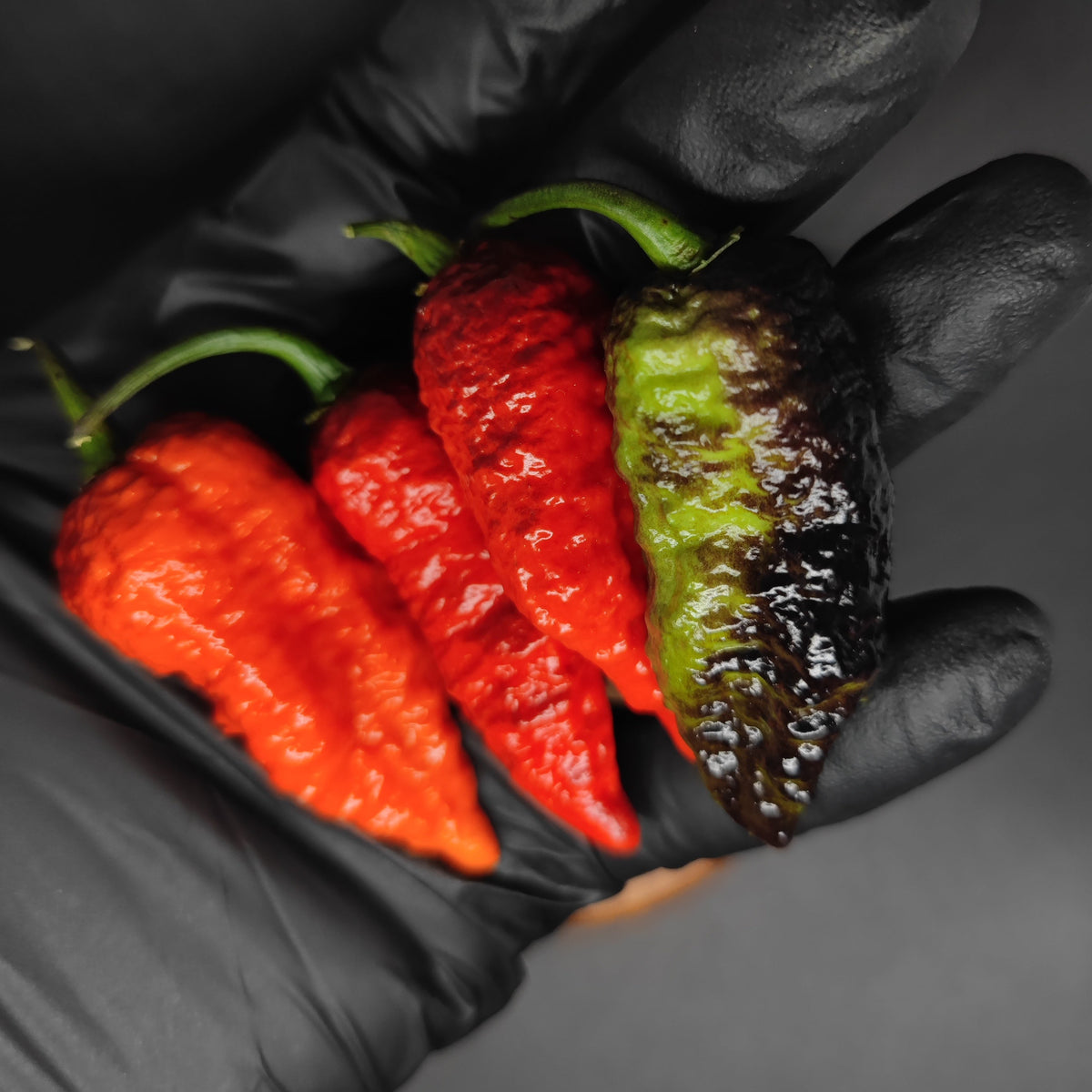 A hand in a black glove holds three bumpy, textured PM 541 - Dragons Breath Cross Dark Foliage peppers transitioning from bright red to dark green.