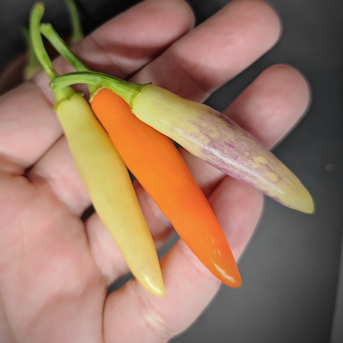 Three long chili peppers held in a palm: one pale yellow, one orange, and one KS White Thai pepper with purple streaks.
