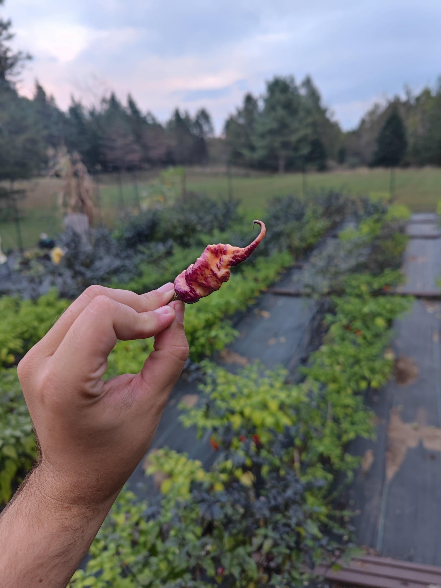 A hand is holding a uniquely twisted Boar Claw pepper from PepperMerchant.net, its deep purple cream hue contrasting against the lush garden backdrop of various green plants and trees in the distance. Known for being heavy producers, these Boar Claw peppers add a pop of color even on an overcast day.