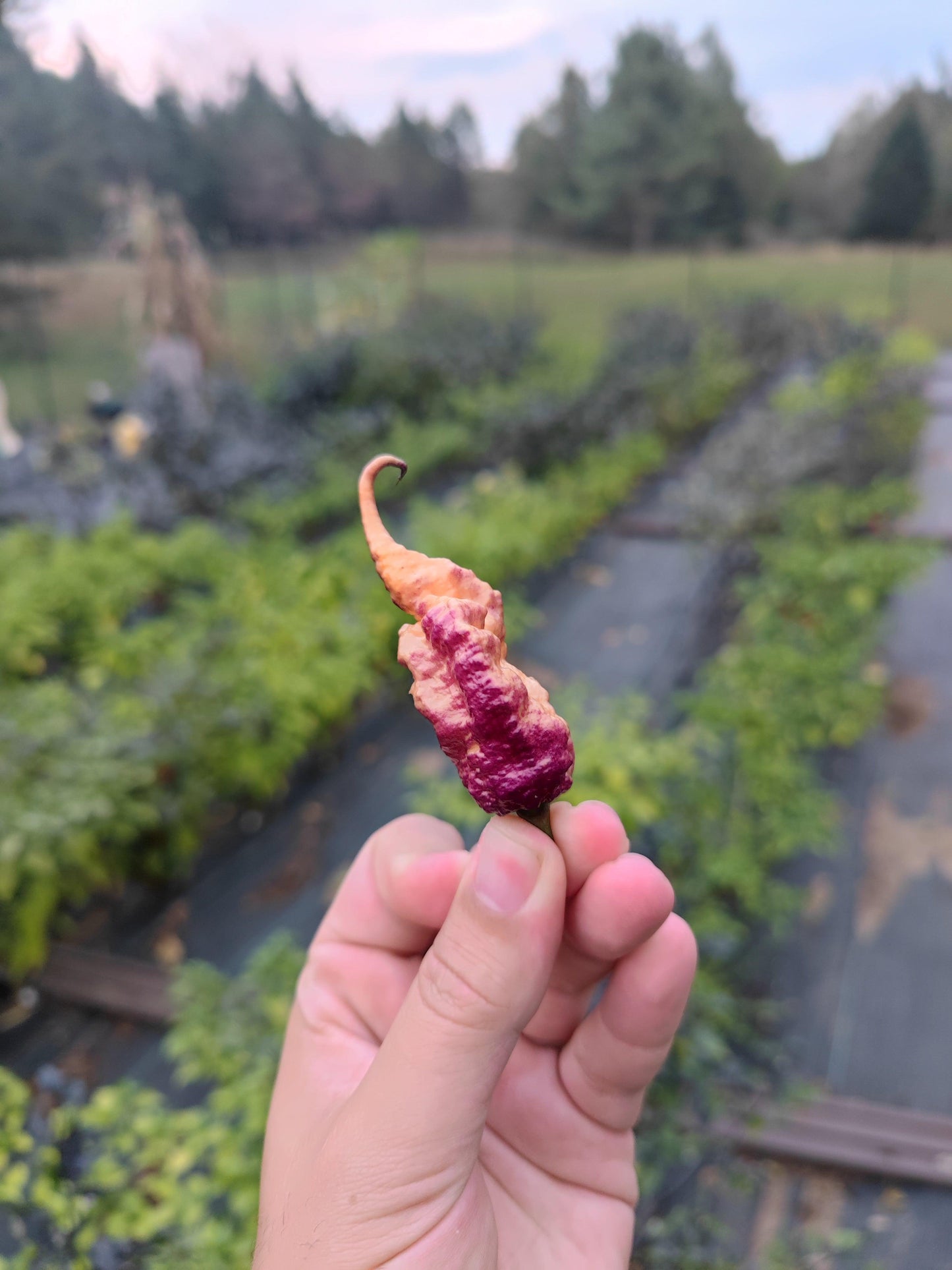 A hand holding a small Boar Claw pepper from PepperMerchant.net, displaying a gradient of pink and yellow hues against its purple base. The background reveals a garden with lush green foliage and rows of vegetable beds, slightly out of focus.