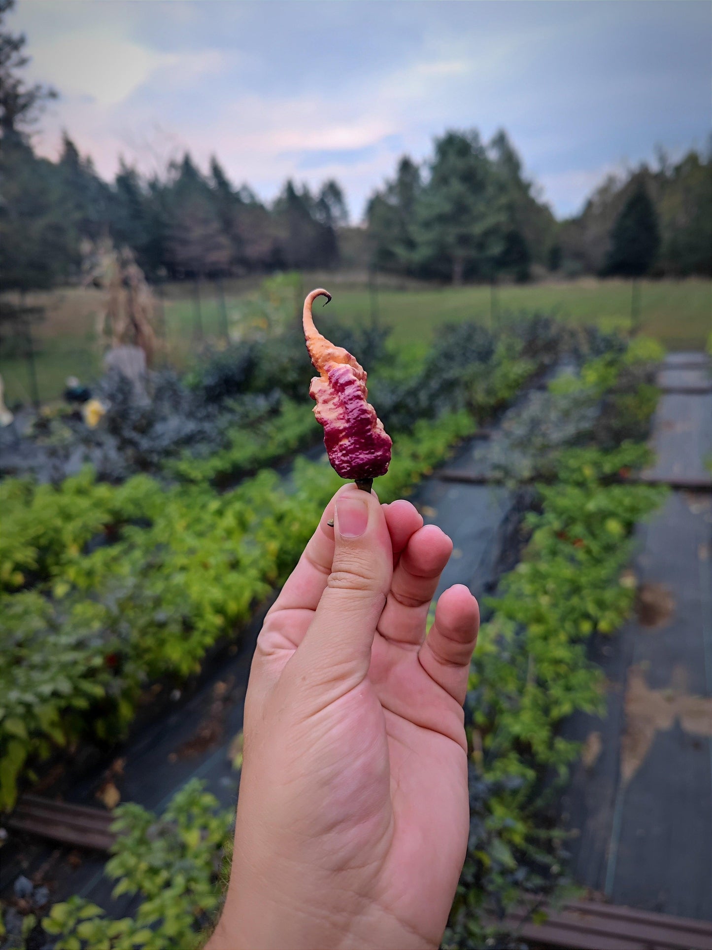 A hand holds a vibrant, uniquely curled Boar Claw chili pepper from PepperMerchant.net in the foreground, with a garden full of greenery and trees in the blurry background. The sky overhead is overcast, suggesting an early evening or late afternoon setting. The intense spiciness of this heavy producer is unmistakable.