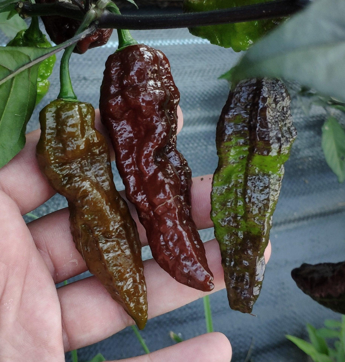 Pacchetto di semi premium di pepe Orange Carolina Reaper HP22B Record più caldo al mondo e altro ancora - Italia Pacchetto di semi premium di pepe Orange Carolina Reaper HP22B Record più caldo al mondo e altro ancora - Italia